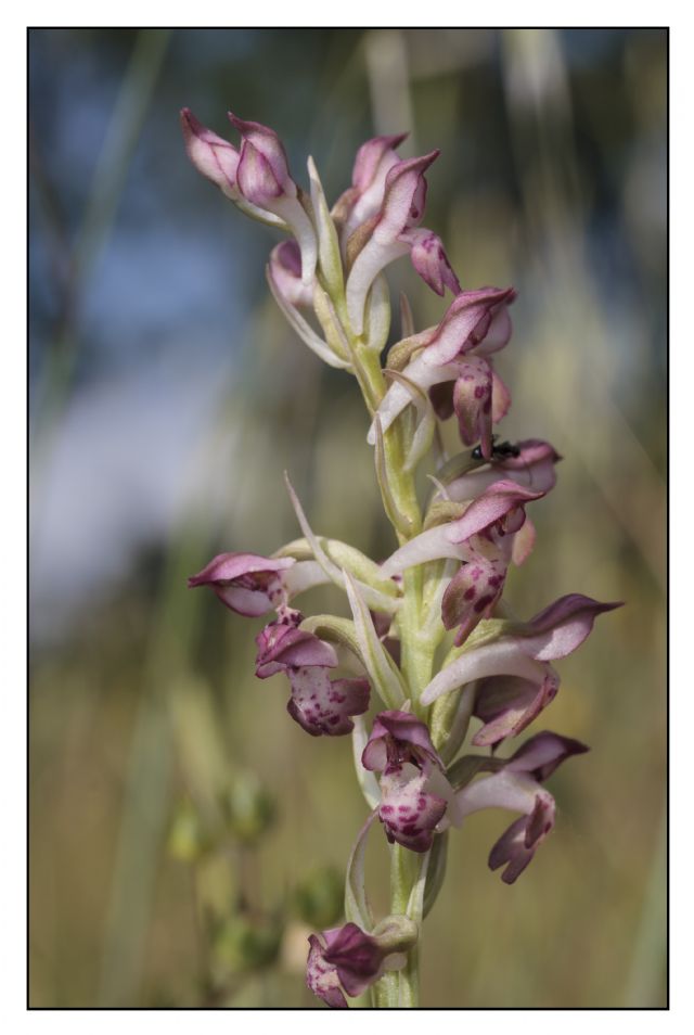 Anacamptis coriophora nei colli del Mugello